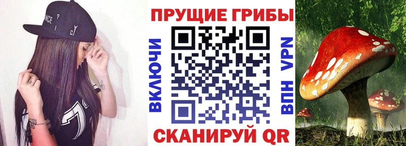 Галлюциногенные грибы Psilocybe  Купить  Саяногорск 